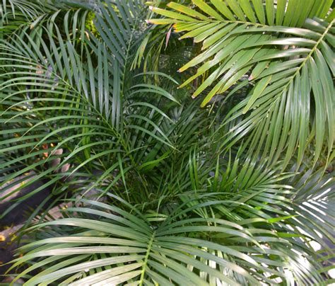 areca palm buy areca palm plant  sale plantz