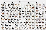 犬 系統図 に対する画像結果.サイズ: 150 x 100。ソース: media.kawa-colle.jp