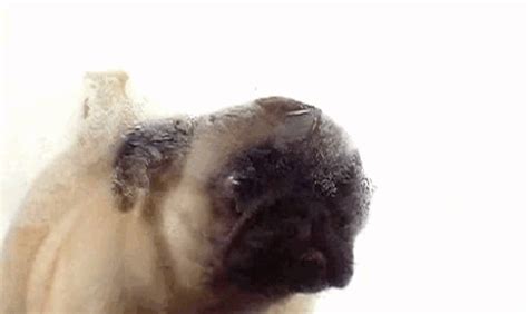 time pug find and share on giphy