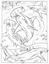 Coloring Shark Pages Hammerhead Print sketch template