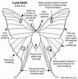 Moth Luna Coloring Lunar Butterfly Printout Printouts Gif Enchantedlearning Label Wings Glass Stained Green Actias Butterflies Light Activities 461px 71kb sketch template