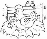 Chickens Coloring Color Pages Popular sketch template