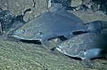 Image result for "thaumastocheles Japonicus". Size: 152 x 100. Source: fishesofaustralia.net.au