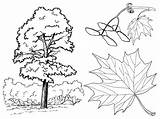 Coloring Maple Pages Trees sketch template