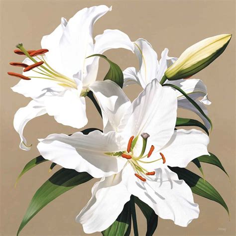 white lily lily painting flower art drawing floral painting