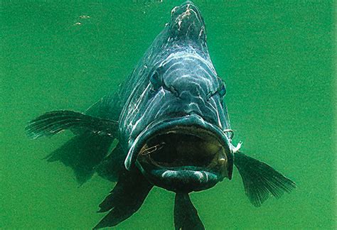 Black Sea Bass Underwater Coastal Angler And The Angler Magazine