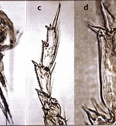 Afbeeldingsresultaten voor "acrocalanus Longicornis". Grootte: 170 x 185. Bron: copepodes.obs-banyuls.fr