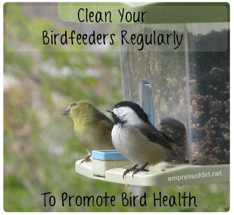 clean  birdfeeders regularly  promote bird health howtobirdwatch