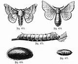 Silkworm Drawing Moth Worm Wikimedia Bombyx Commons Mori Tattoo Chenille Paintingvalley Du Fr Drawings Silkworms sketch template