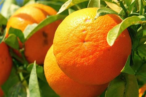 oranges express