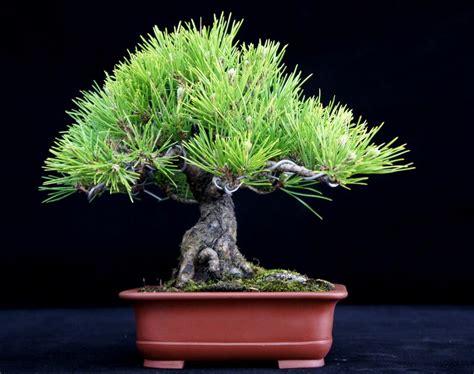 newzealandteatreebonsai   shohin bonsai