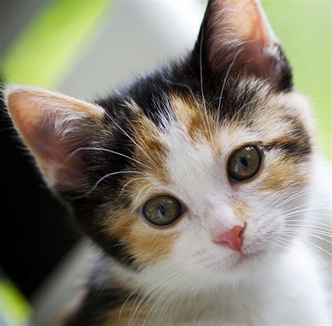 cute calico kitten pictures wwwpixsharkcom images galleries