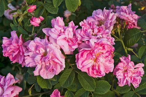 the most fragrant roses for your garden better homes and gardens