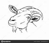 Goat Face Drawing Head Getdrawings sketch template
