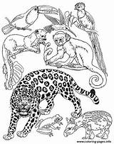 Coloring Animals Pages Rainforest Brett Jan Umbrella Jungle Brazil Mural Animal Small Leopard Colouring Printable Amur Drawings Crafts Janbrett Color sketch template
