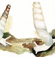 Afbeeldingsresultaten voor "conchoecia Subarcuata". Grootte: 176 x 185. Bron: conchsoc.org