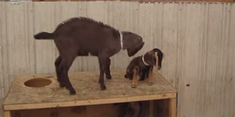 This Chivalrous Goat Tried To Help His Friend But Needed