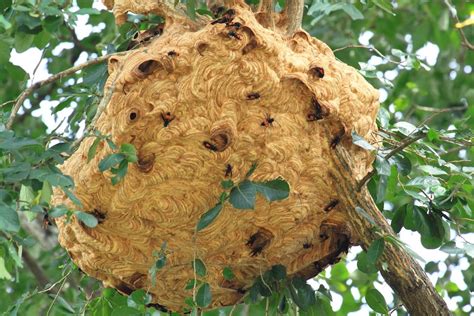 bee nest removal guide difference  beehive  bee nest pest wiki