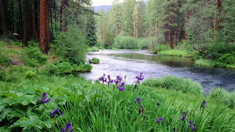 achtergrond met rivier  bos