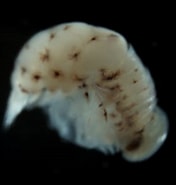 Image result for "amphithyrus Bispinosus". Size: 176 x 185. Source: v3.boldsystems.org