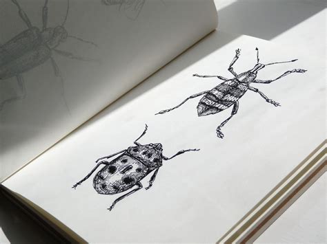 insect  sketches flickr photo sharing  sketch sketches