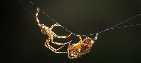 Spider Sex And Silk From Mating Threads And Bridal Veils To Nuptial