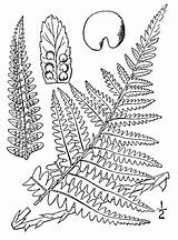Ferns Drawing Fern Getdrawings Pages Garden Dryopteris Plants sketch template
