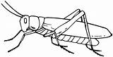 Grasshopper Drawing Insect Pic Line Cartoon Drawn Clipart Sketch Getdrawings Pencil sketch template