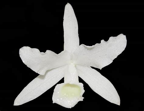 cattleya bowringiana alba cooperorchids orquidário