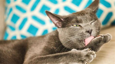 Why Do Cats Lick Themselves And Other Cats Bechewy
