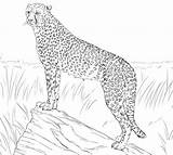 Cheetah Colouring Zoo Uniquecoloringpages sketch template