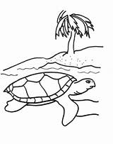 Turtle Coloring Sea Pages Turtles Kids Printable Baby Cartoon Color Print Drawing Cliparts Snapping Loggerhead Colouring Outline Clipart Science Life sketch template