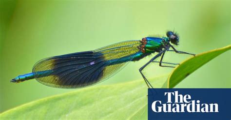 Dragonflies And Damselflies Your Green Shoots