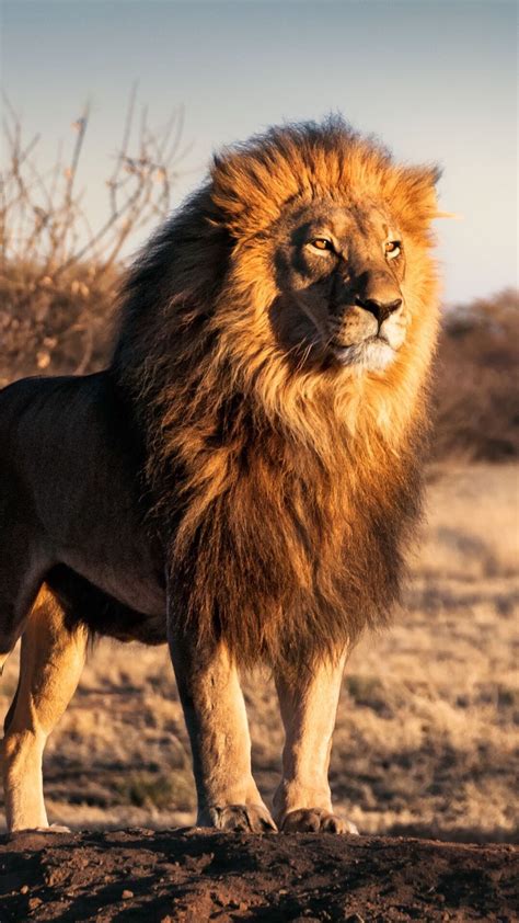 big lion lions  animal photography wild animals photography