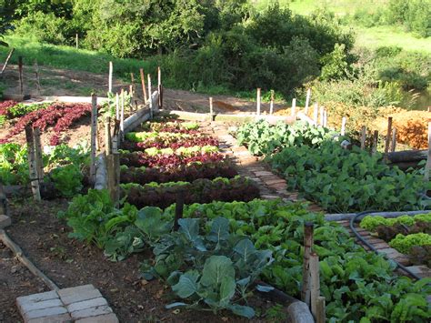 organic garden garden route south africa  chefs frui flickr
