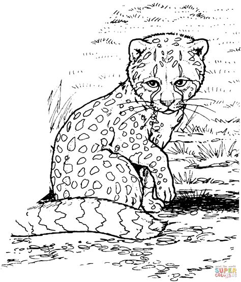 cheetah coloring pages realistic cheetah illustration  cheetah head
