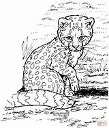 Cheetah Supercoloring sketch template