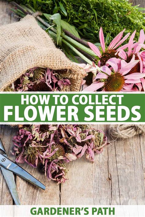 collect flower seeds  planting gardeners path