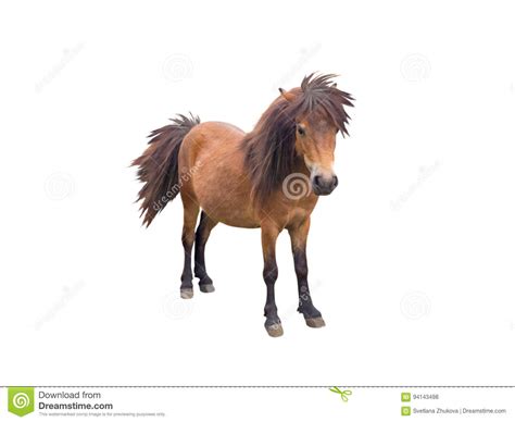brown pony horse stock photo image  ranch country