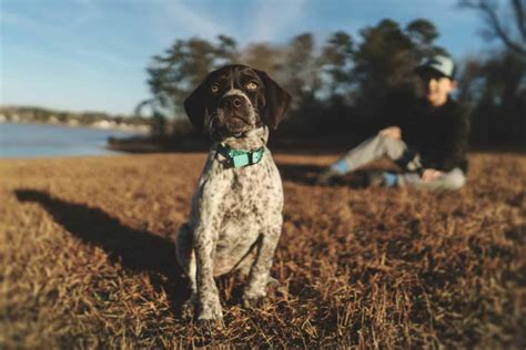 german shorthaired pointer lab mix breed information guide  dog