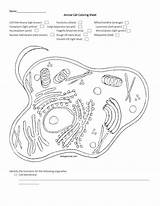 Membrane Worksheet Ligh Studylib Nucleoplasm Template sketch template