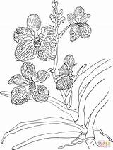 Orchid Coloring Vanda Pages Coerulea Blue Orchids Printable Drawing Color Flower Flowers Clipart Slipper Supercoloring Animals Popular Choose Board Adult sketch template