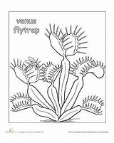 Venus Fly Trap Coloring Flytrap Color Worksheet Plant Drawing Pages Plants Carnivorous Printable Worksheets Line Parts Colouring Education Eating Getdrawings sketch template