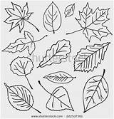 Leaves Leaf Jungle Drawing Outline Fall Outlines Coloring Pages Drawings Paintingvalley Background Vector Pattern Shutterstock Pile Prints Trees sketch template