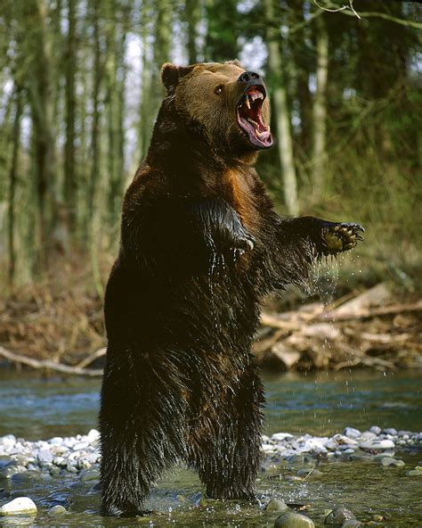 grizzly aggression jim zuckerman photography photo tours