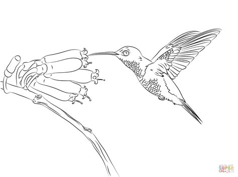 humming bird coloring page coloring home