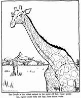 Zoo Giraffe Kolorowanki Dzieci Dla 동물 도안 Everfreecoloring 알파벳 sketch template