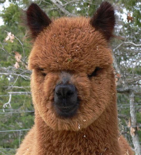 the 21 sexiest alpacas on the planet i had no idea they