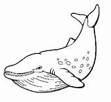 Killer Whale Coloring Coloringcrew sketch template