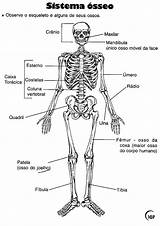 Esqueleto Ossos Anatomia Corpo Atividades Cranio Sistema Crânio Estudo Dos Humana Osso Esquelético Atividade Uma Completar Recortar Infantil Ossea Educativas sketch template